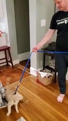 Lazy Cat Cannot Walk With Leash   PETASTIC