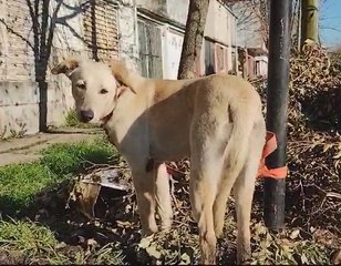 Crueldad con un perro en La Plata: lo abandonaron y lo dejaron atado a un poste
