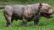 10 Most Muscular Dog Breeds in the World