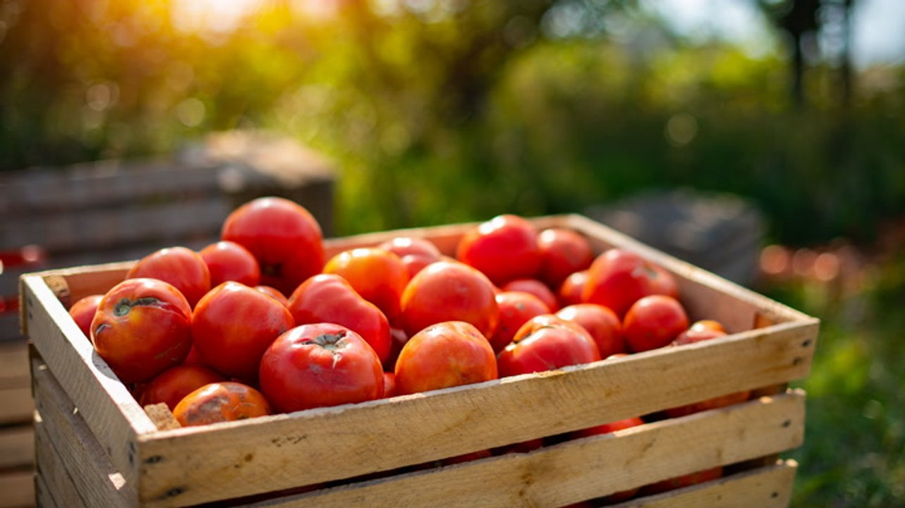 When to Harvest Tomatoes for the Best Flavor