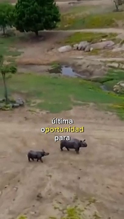Quedan sólo 2 rinocerontes blancos en el mundo
