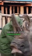 Apenas restan 2 rinocerontes blancos en el mundo