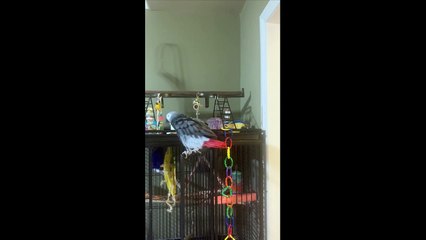 Cairo The Parrot Wants Kitty To Be Quiet