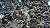 Mistério a mais de 3.000 metros de profundidade no Oceano Pacífico