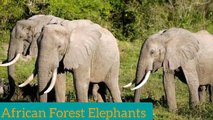 Protecting African Forest Elephants_ Threats_ Importance_ and Conservation Efforts --(360P)