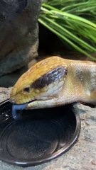 Blue Tongue Of Skink
