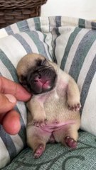 This bulldog's cuteness evaporated