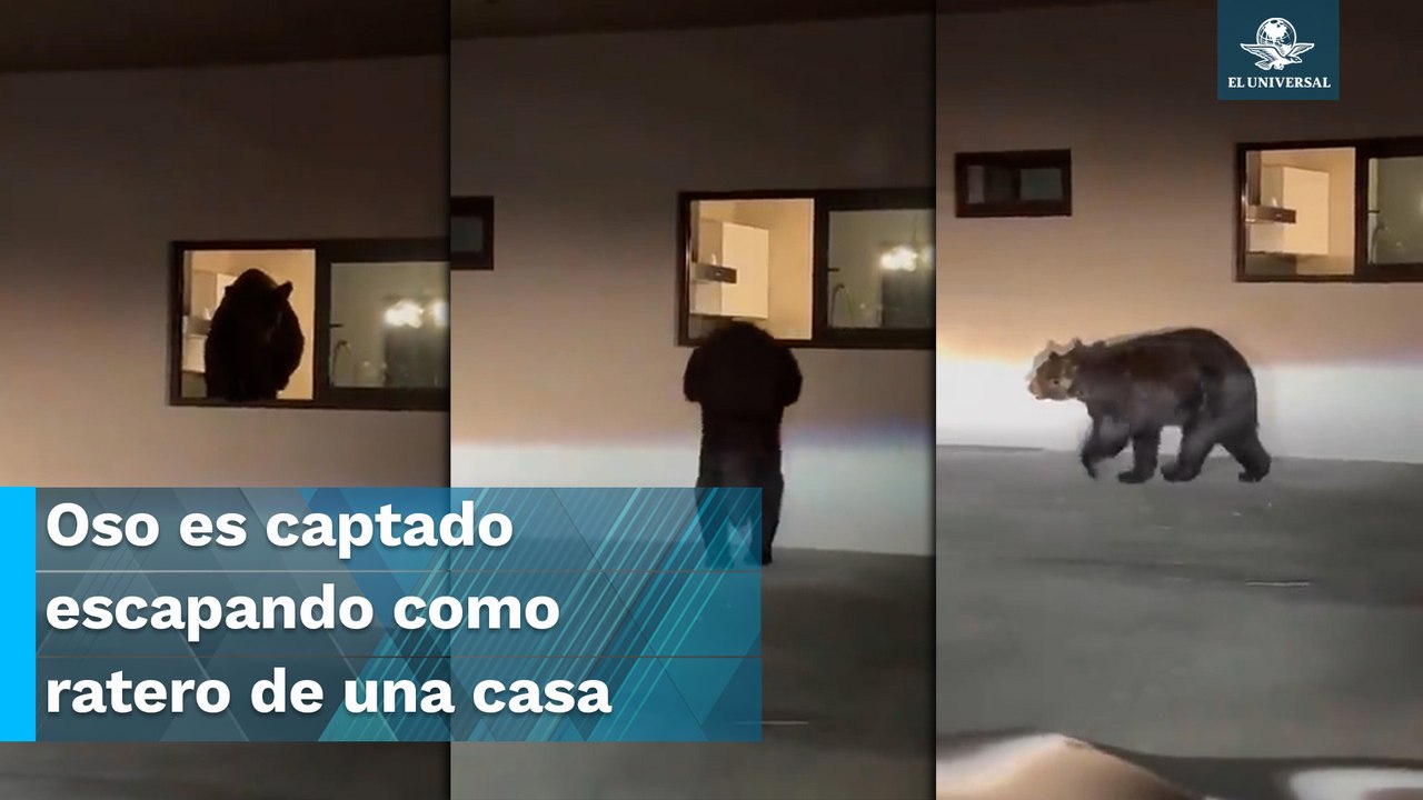 Oso se les mete hasta la cocina y lo graban saliendo como ratero