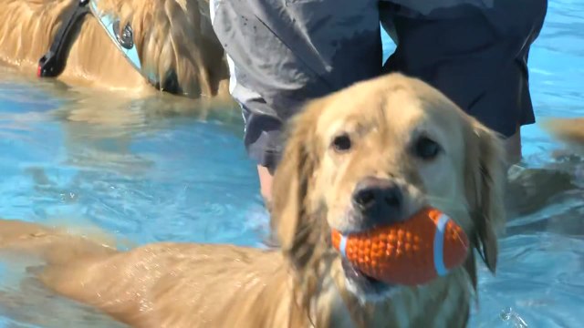 [날씨] 맑지만 30도 안팎 늦더위...한강 반려견 수영장 북적 / YTN