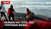 Mati Terdampar di Pantai Pagak, Bangkai Hiu Tutul jadi Tontonan Warga Purworejo