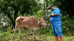 Indonesia lifts suspension on Australian cattle & buffalo