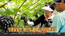 [생생갤러리] 푸른 가을 하늘 아래 공개된 효릉 外