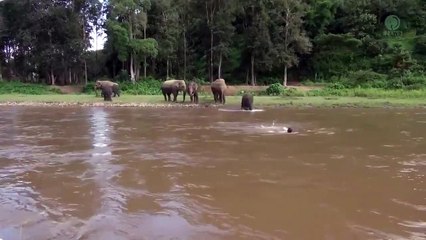 This baby elephant thought he was drowning and rushed to save him ❤️