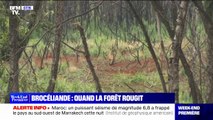 La forêt de Brocéliande porte toujours les stigmates des incendies de 2022, où 400 hectares étaient partis en fumée en 48h
