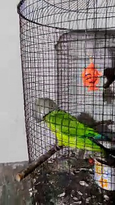 Parrot Places Bucket On Head