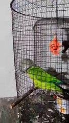 Parrot Places Bucket On Head