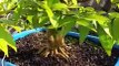 Belajar membuat bonsai proses 1.5th di pot