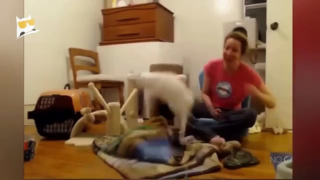 1_Hour_of_Funniest_Animals_2023_-_Funniest_Cats_and_Dogs_(360p)