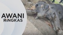 AWANI Ringkas: Gajah tertua di Malaysia mati pada usia 86 tahun