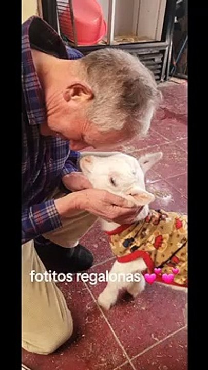 ¡No pudo con tanta ternura! Abuelito compra dos cabras para que no las cocinen