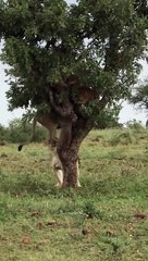 Aslanın imkansız avı