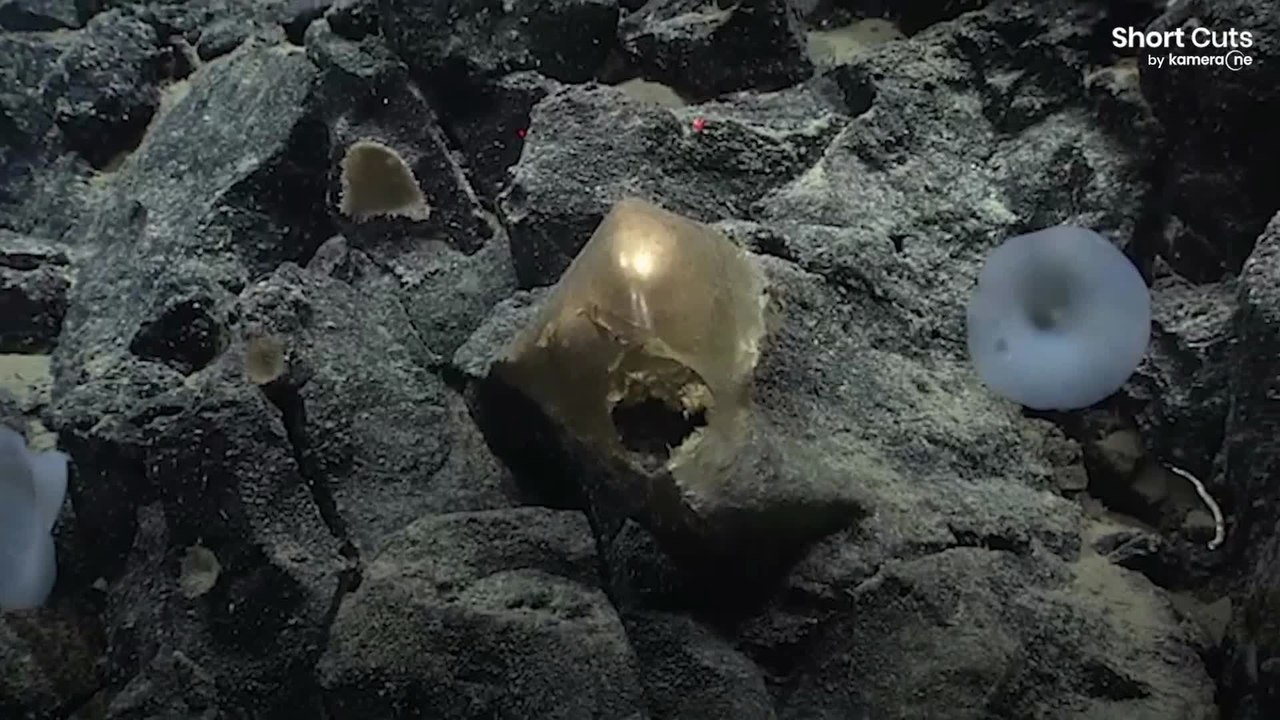 Des scientifiques découvrent un mystérieux orbe doré au fond de l'océan