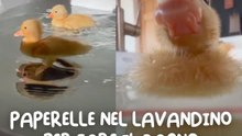 Paperelle nel lavandino per fare il bagno