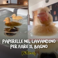 Paperelle nel lavandino per fare il bagno