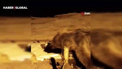 Yüksekova’da ayılar bir şantiyeyi mesken tuttu