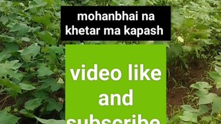 #vlog mohanbhai na khetar ma kapash 2023 मोहनभाई ना खेतर मा खतरनाक कपास जोई लो भाई 2023