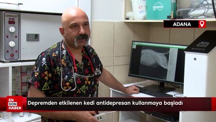 Adana'da depremden etkilenen kedi antidepresan kullanmaya başladı