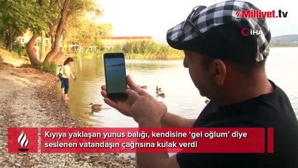 Yunus balığı, vatandaşın ‘gel oğlum’ çağrısına kulak verdi