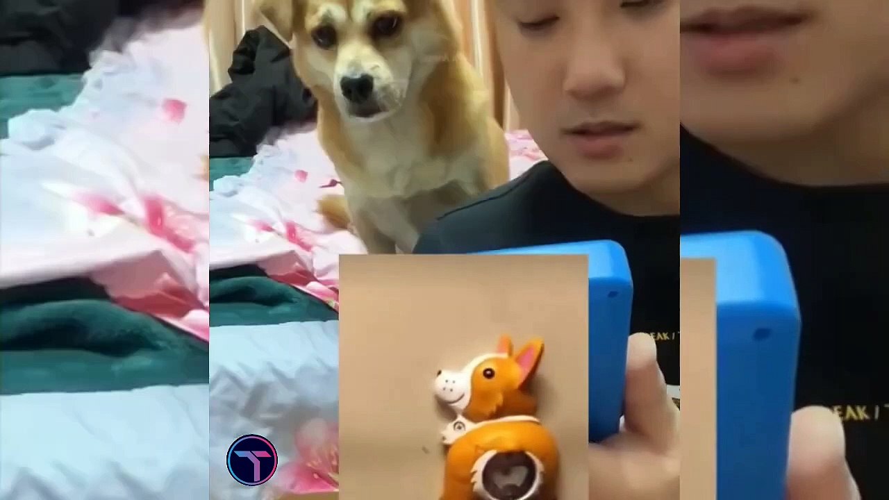 Best Funny Animal Videos Of The 2023 Funniest Cats And Dogs Videos