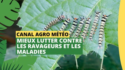 Canal Agro Météo : Mieux lutter contre les ravageurs et les maladies