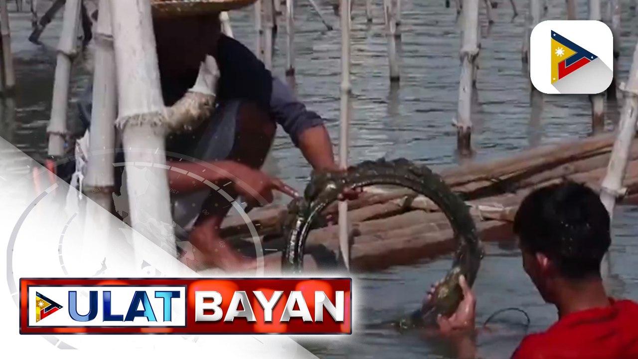 BFAR: 9 na coastal areas sa Visayas at Mindanao, nagpositibo sa red tide toxin