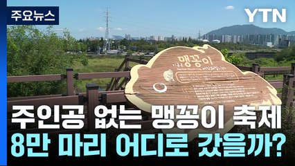 '맹꽁이 없는 맹꽁이 축제'...8만 마리 어디로 갔을까? / YTN