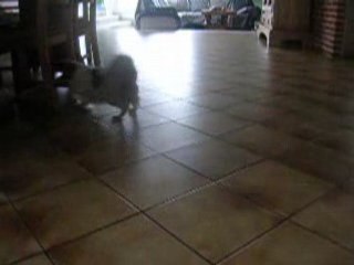 Angie va chercher la balle