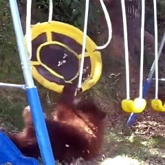 "La Surprise Inattendue : Une Caméra de Jardin Révèle une Rencontre avec un Ours !" 