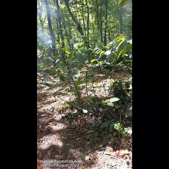 Taşdelen Recreation Area, İstanbul (August 2023)