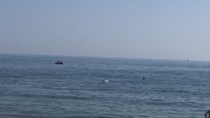 Ostia, un cigno fa il bagno in mare - Video
