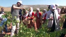 Ürgüp'te Renkli Bağ Bozumu Festivali