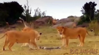HORRORIZADO... Stupid Lion Received Tragedy For Daring To Provoke Giant Python