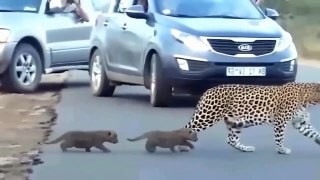 HORRORIZADO... Baboon Angry Mother Knock Down And Tortures Leopard Too Cruel To Avenge Her Cub