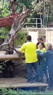 Aniversário de pandas gémeos no Zoo de Madrid