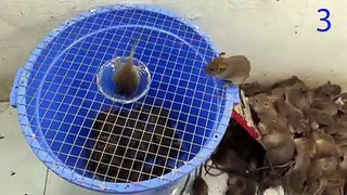 mouse trap video   electric mousetrap   water mouse trap   Make a mouse trap with a plastic box