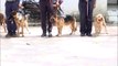 Dog Squad Trainning I Delhi Police Dog Squad Conducts Security Drills