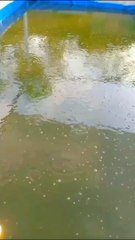 Pemberian pakan ikan lele pagi hari