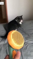 cat stund funny video - cats short video