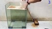 Mouse trap video   rat trap   Homemade mouse trap with glass box at home