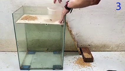 Mouse trap video   rat trap   Homemade mouse trap with glass box at home